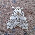 Lymantria monacha (Black Arches) female.JPG